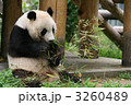 ジャイアントパンダ