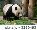 ジャイアントパンダ
