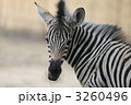 チャップマンシマウマの子供