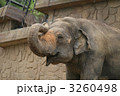 アジアゾウ