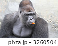 ゴリラ