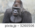 ゴリラ