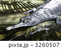 インドガビアル