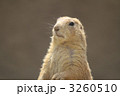 プレーリードッグ