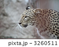 ヒョウ