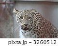 ヒョウ