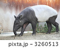 マレーバク