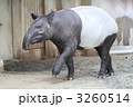 マレーバク