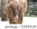 アメリカバイソン