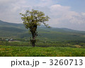 ツリーハウス