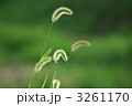 ネコジャラシ