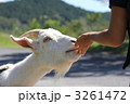 やぎさんにエサを