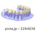 下顎永久歯列