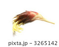 秋の花ミョウガ１個横位置