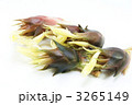 秋の花ミョウガ５個横位置