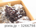 産地直送の秋の味覚の巨峰