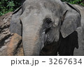 アジアゾウ
