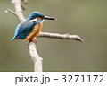 止まり木のカワセミ