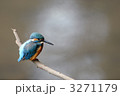 止まり木のカワセミ