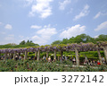 神代植物公園のフジ