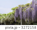 神代植物公園の藤の花