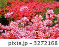 神代植物公園のツツジ