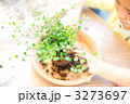 苔玉作り