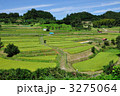 稲淵の棚田風景