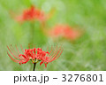 彼岸花