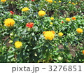 ベニバナの花