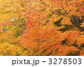 3278503