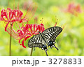 彼岸花とアゲハチョウ