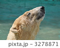 ホッキョクグマ