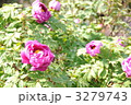 牡丹の花