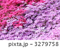 芝桜満開