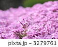 芝桜満開