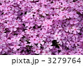 芝桜満開