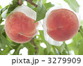 3279909