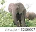 アフリカのサファリを歩く象