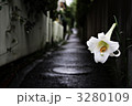 路地裏に咲く白百合の花