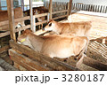 ジャージー牛の子牛