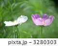 コスモス