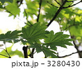ハウチワカエデの葉