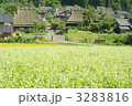 ソバの花が咲く農村