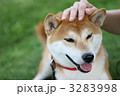 柴犬