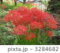 彼岸花の群生