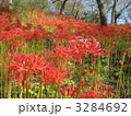 彼岸花の群生