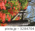 彼岸花の群生