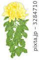 菊の花