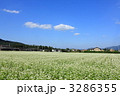 ちちぶ花見の里の蕎麦畑